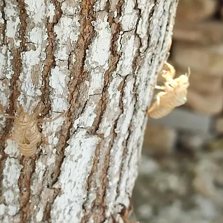 Archontiko Art Hotel 3*