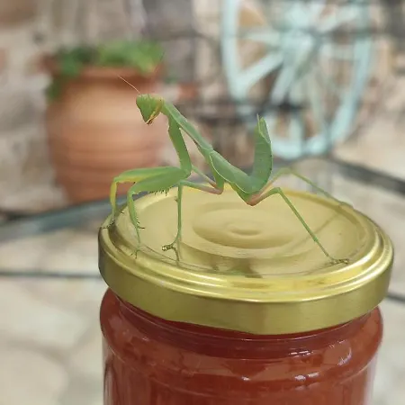 Hotel Archontiko Art Galaxídhion